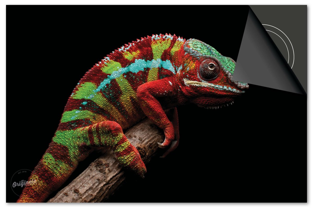 Inductiebeschermer Dieren – Kameleon - Afbeelding 2