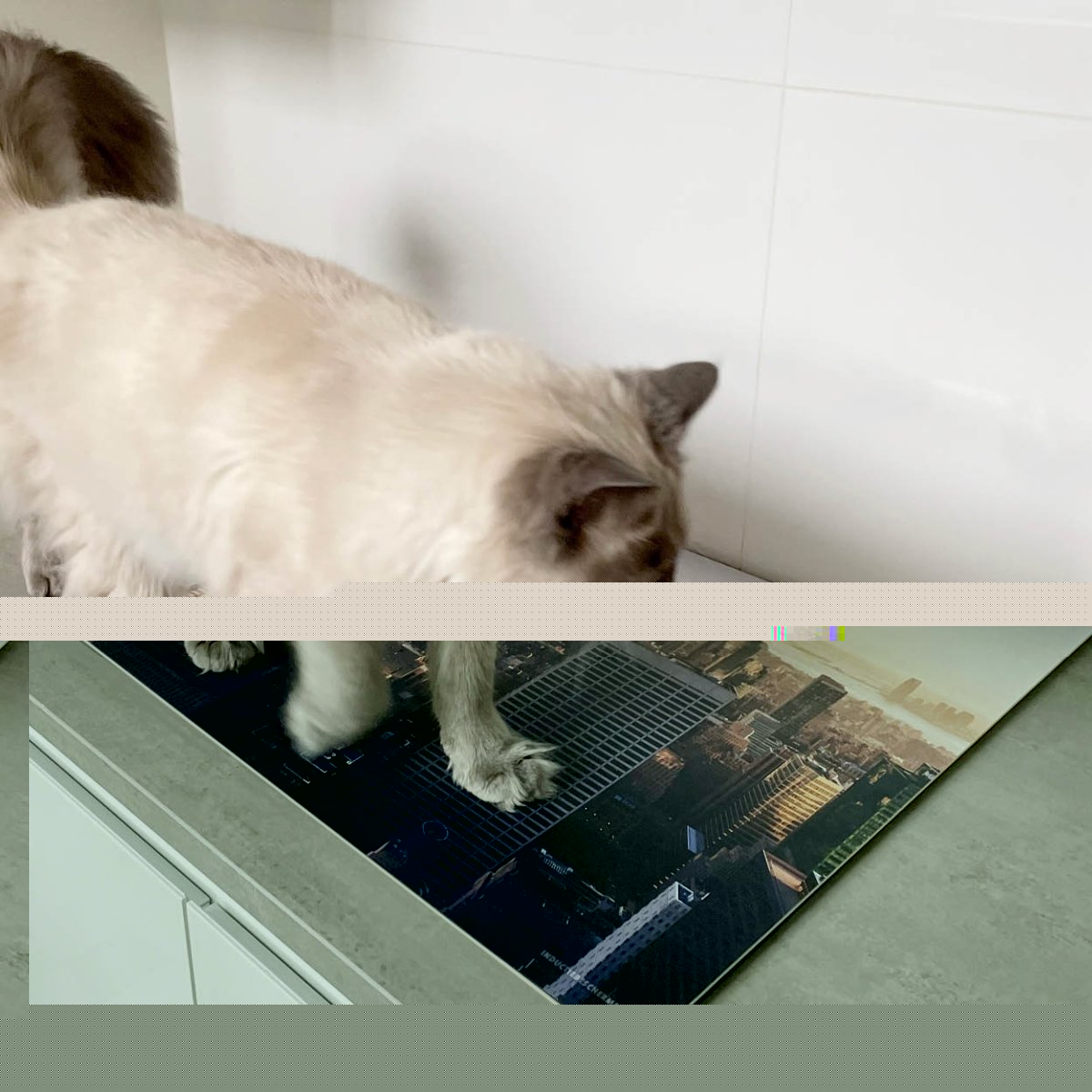 Inductiebeschermer Dieren – Leeuw manen op zwart - Afbeelding 6