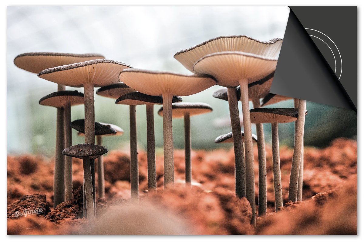 Inductiebeschermer Herfst – Paddenstoelen - Afbeelding 2