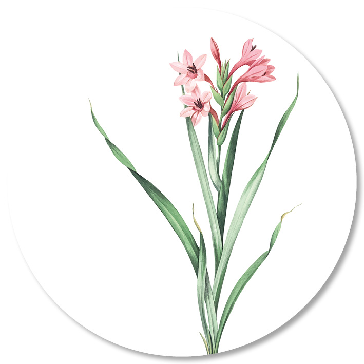 Muismat Roze Plantje - Afbeelding 4