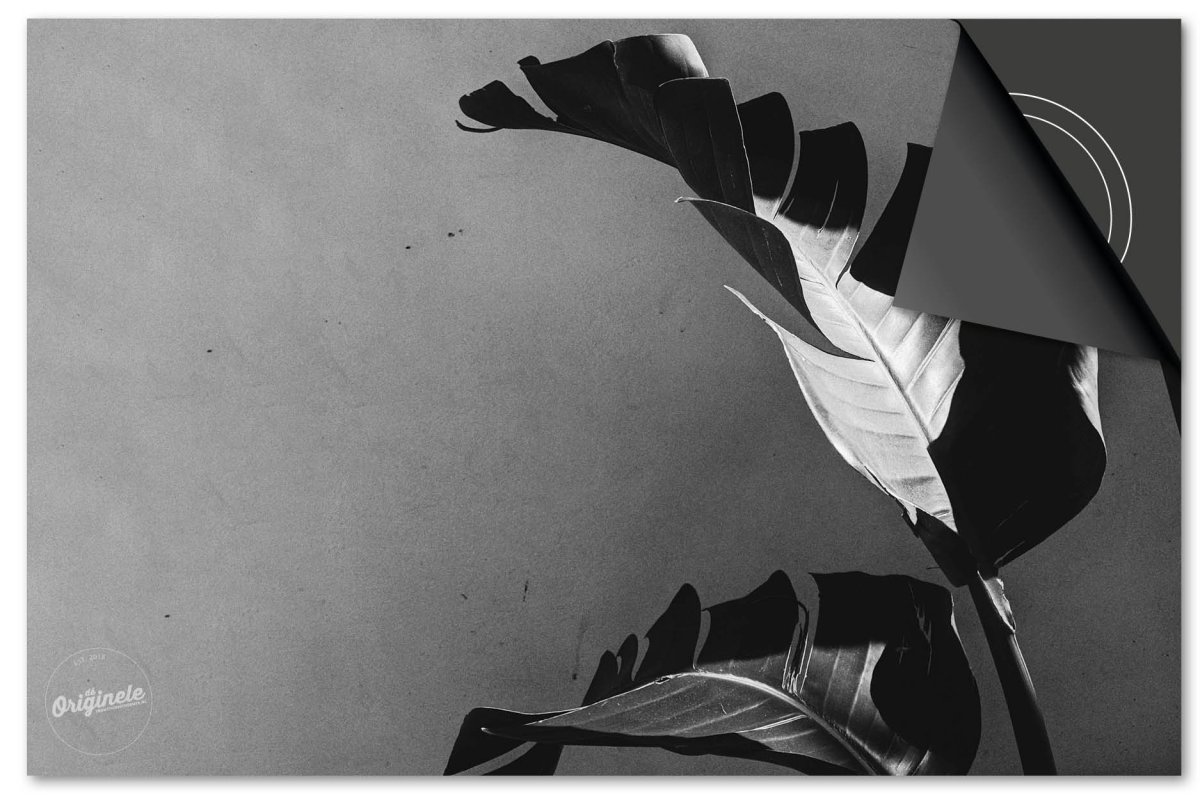 Inductiebeschermer Leaves – 22 Zwart bananenplant - Afbeelding 2